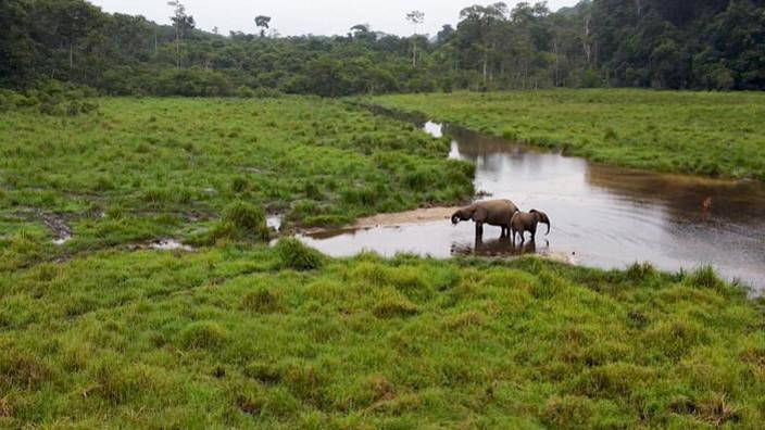 Le Gabon, champion de la biodiversité, abrite de